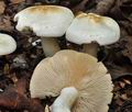 Tricholoma_pseudoalbum_cr6154