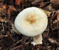 Tricholoma_pseudoalbum_cr6156