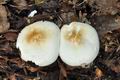 Tricholoma_pseudoalbum_cr6159