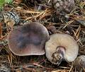 Tricholoma_pseudonictitans_bm7535