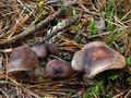 Tricholoma_pseudonictitans_bm7541