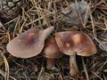 Tricholoma_pseudonictitans_bm7549