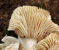 Tricholoma_saponaceum_bp3809