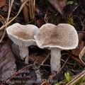 Tricholoma_scalpturatum_be4891