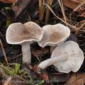 Tricholoma_scalpturatum_be4894