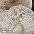 Tricholoma_scalpturatum_be4900