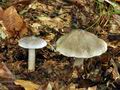 Tricholoma_scioides_bv3844