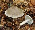 Tricholoma_scioides_bv3847