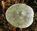 Tricholoma_scioides_bv3854