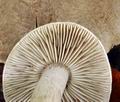 Tricholoma_scioides_bv3859