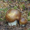 Tricholoma_sejunctum_ai9705