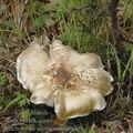 Tricholoma_sejunctum_aj0308