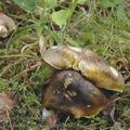 Tricholoma_sejunctum_aj0318