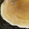 Tricholoma_sejunctum_aj3047