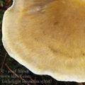 Tricholoma_sejunctum_aj3047