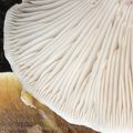 Tricholoma_sejunctum_aj3051