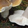 Tricholoma_sejunctum_aj3053