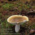 Tricholoma_sejunctum_aj3065