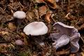 Tricholoma_sordidum_cr5971s