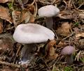 Tricholoma_sordidum_cr5979s