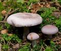 Tricholoma_sordidum_cr5993s