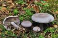 Tricholoma_sordidum_cr6006