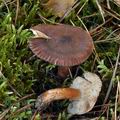 Tricholoma_stans_bm6916