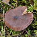 Tricholoma_stans_bm6924