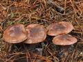 Tricholoma_stans_bp4242