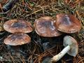 Tricholoma_stans_bp4246