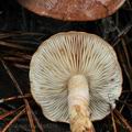 Tricholoma_stans_bp4250