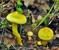 Tricholoma_sulphureum_bi0192