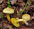 Tricholoma_sulphureum_bi0197