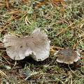 Tricholoma_terreum_ac9756