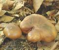 Tricholoma_ustale_ac7341