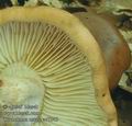 Tricholoma_ustale_ac7345