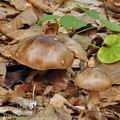 Tricholoma_ustale_be3729