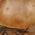 Tricholoma_ustale_be3732