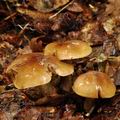 Tricholoma_ustale_bi0464