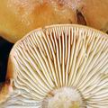 Tricholoma_ustale_bi0468