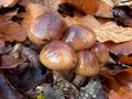 Tricholoma_ustale_cz9659s