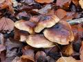 Tricholoma_ustale_cz9664