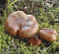 Tricholoma_ustaloides_af9121