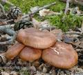 Tricholoma_ustaloides_al9151