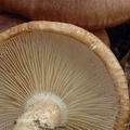 Tricholoma_ustaloides_al9152