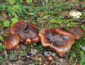 Tricholoma_ustaloides_be3265