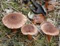 Tricholoma_vaccinum_a8298