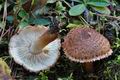 Tricholoma_vaccinum_ca3698