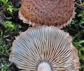 Tricholoma_vaccinum_ca3701