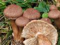 Tricholoma_vaccinum_cr5645